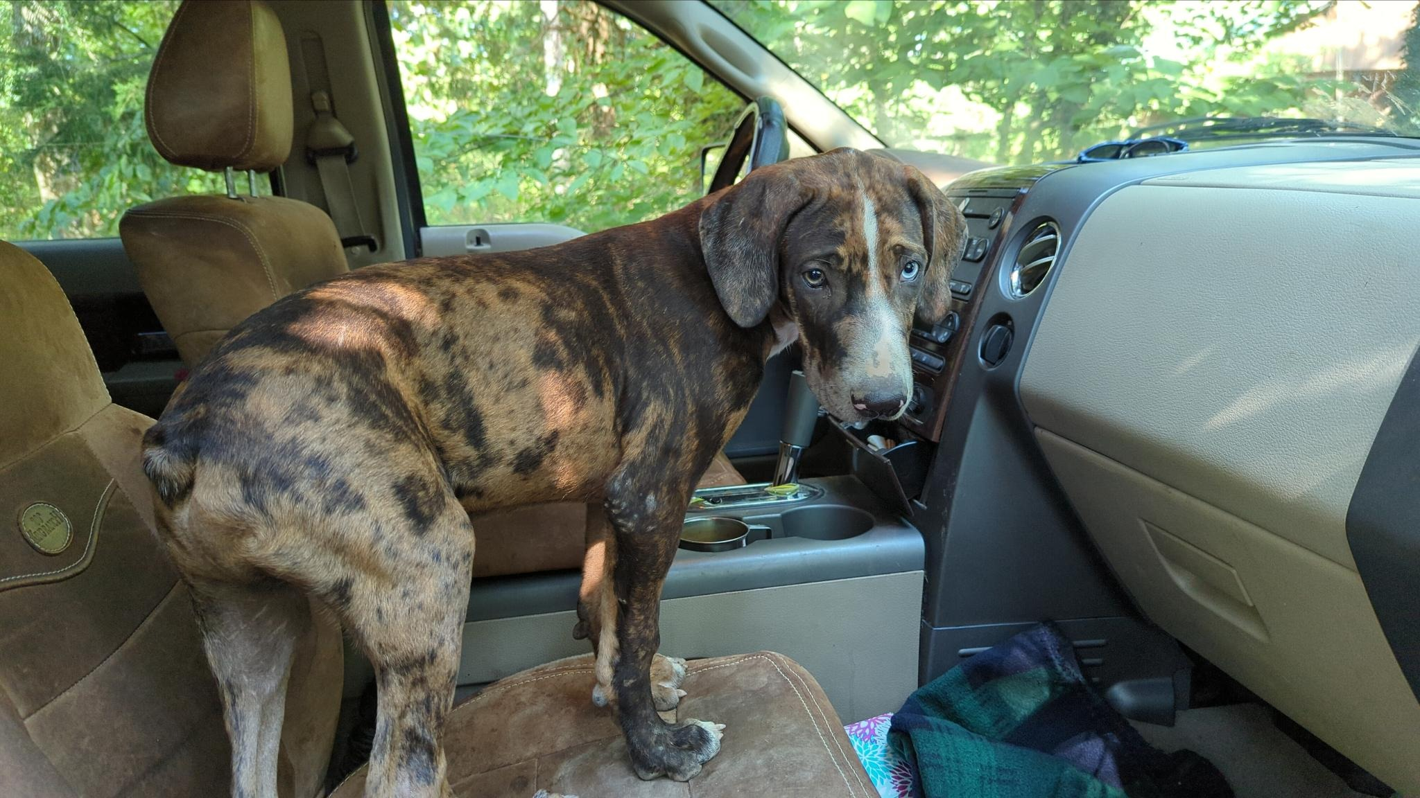 Picture of my new Catahoula